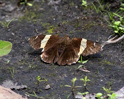 Golden Banded-Skipper
