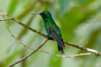 Golden-crowned Emerald