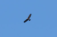 Golden Eagle