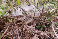 Grasshopper Sparrow