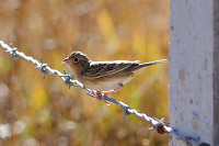 Grasshopper Sparrow