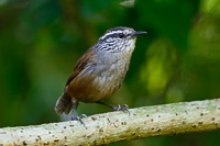 Gray-breasted Wood-Wren