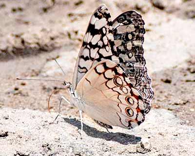 Gray Cracker