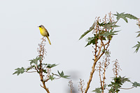 Gray-crowned Yellowthroat