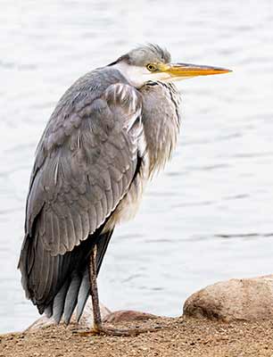 Gray Heron