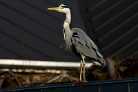 Gray Heron