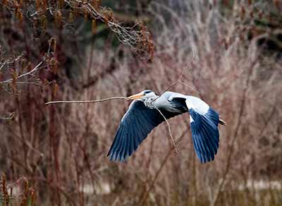 Gray Heron
