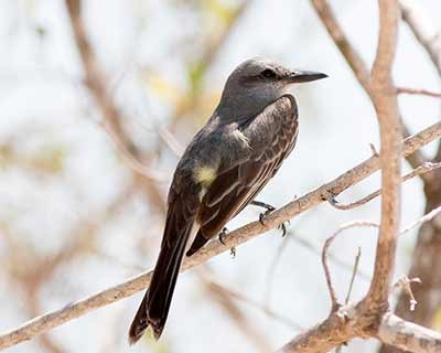 Gray Kingbird