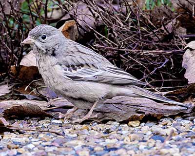 Gray-necked Bunting