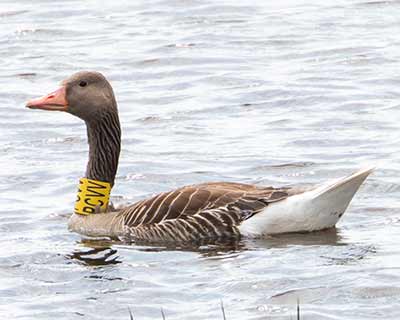 Graylag Goose