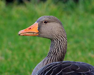 Graylag Goose