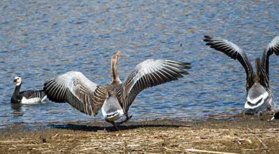 Graylag Goose