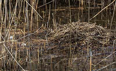 Graylag Goose