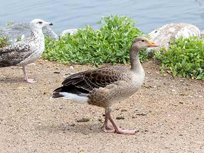 Graylag Goose