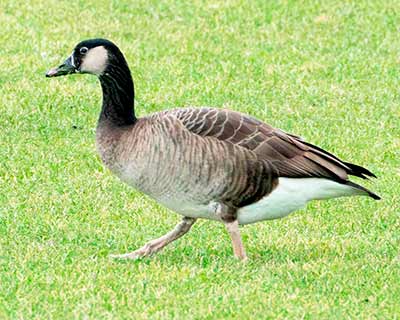 Graylag x Canada Goose (hybrid)