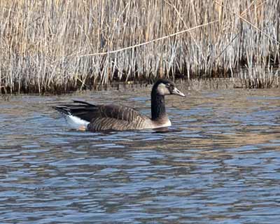 Graylag x Canada Goose (hybrid)