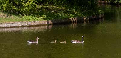 Graylag x Canada Goose (hybrid)