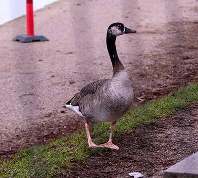 Graylag x Canada Goose (hybrid)