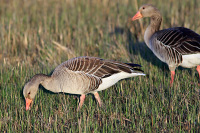 Graylag Goose