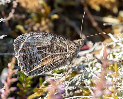 Grayling