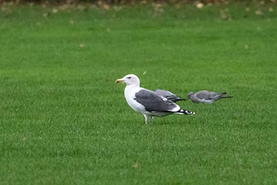 Great Black-backed Gull