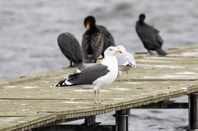 Great Black-backed Gull