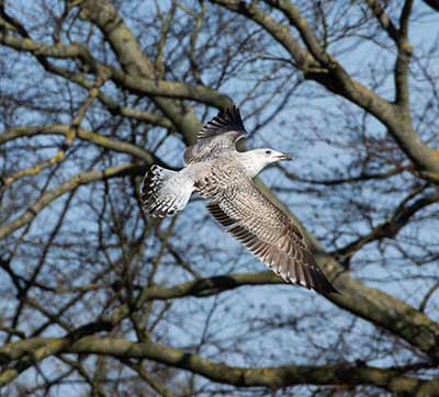 Great Black-backed Gull