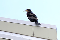 Great Cormorant