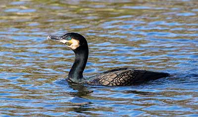 Great Cormorant
