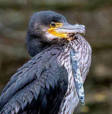 Great Cormorant