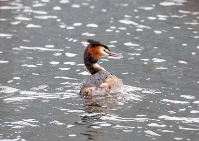 Great Crested Grebe