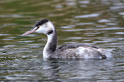 Great Crested Grebe