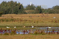 Great Egret