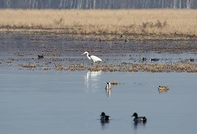 Great Egret