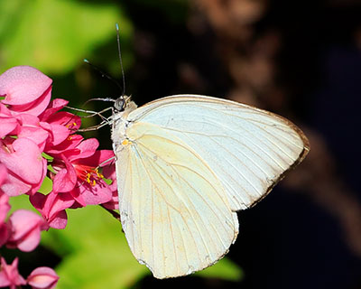 Great Southern White