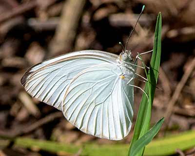 Great Southern White