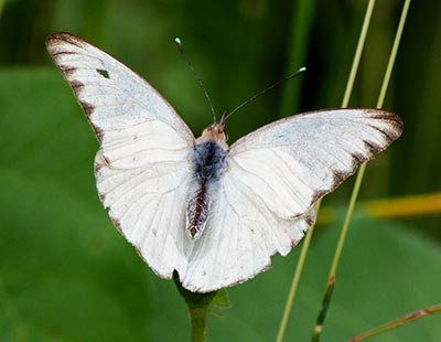 Great Southern White