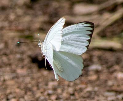 Great Southern White