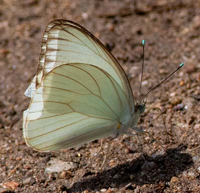 Great Southern White
