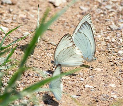 Great Southern White