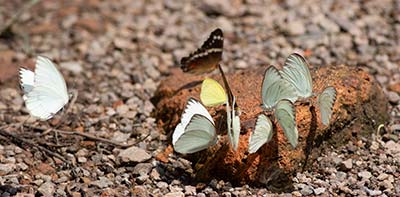 Great Southern White