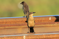 Great-tailed Grackle