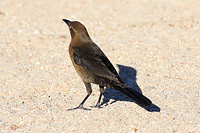 Great-tailed Grackle