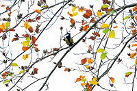 Great Tit