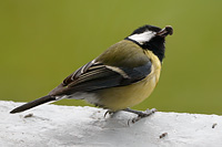 Great Tit