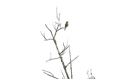 Greater Pewee