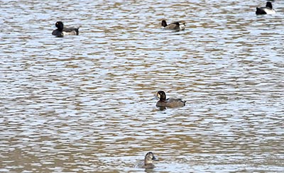 Greater Scaup