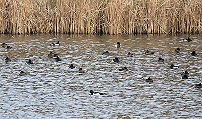 Greater Scaup