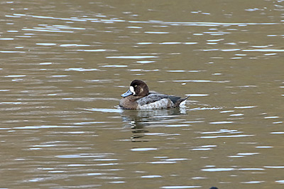 Greater Scaup