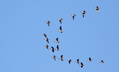 Greater White-fronted Goose